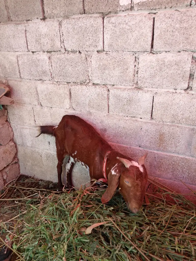 bakri far sale03110865436 — photo 2