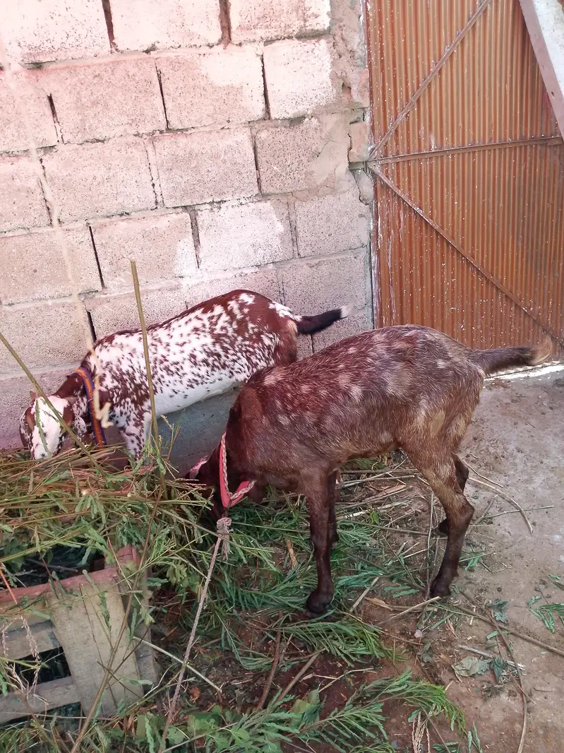 bakri far sale03110865436 — photo 3