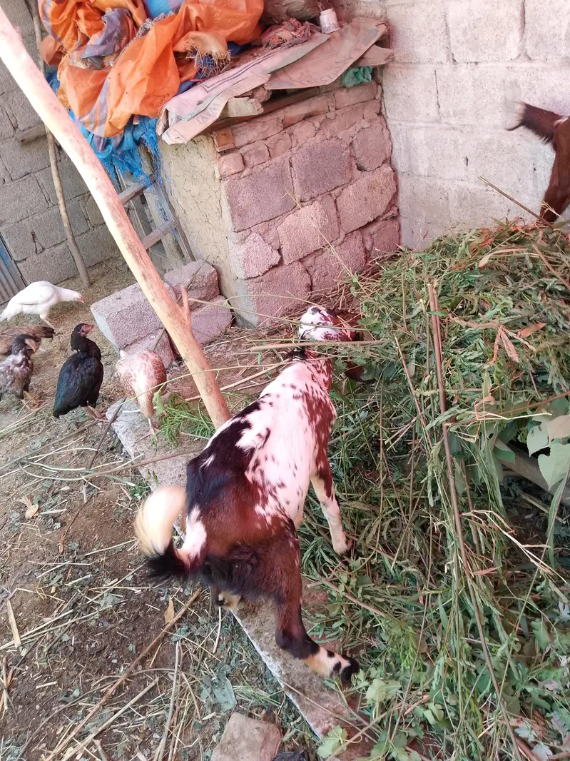 bakri far sale03110865436 — photo 4