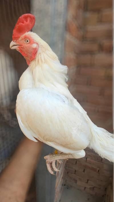 white heera aseel