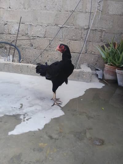 breeder female