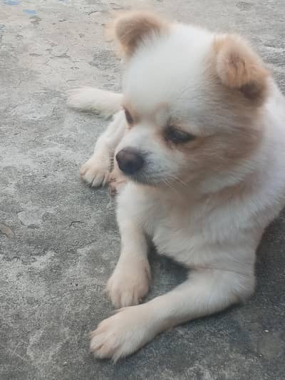 dog for sale in best budget