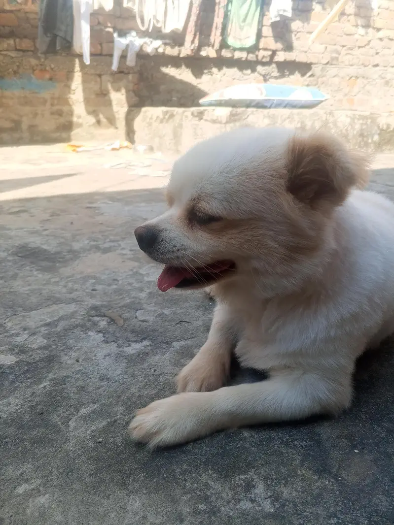 dog for sale in best budget — photo 2