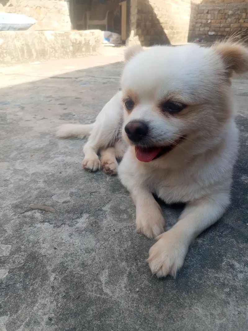 dog for sale in best budget — photo 3