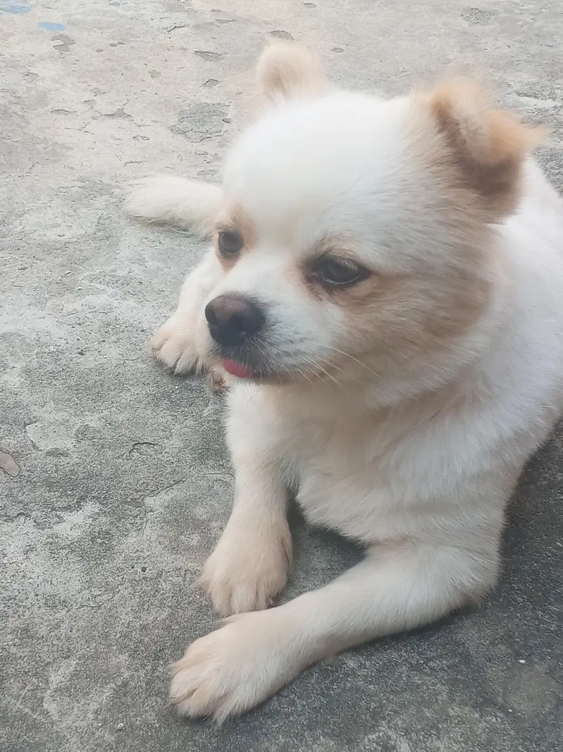dog for sale in best budget — photo 4