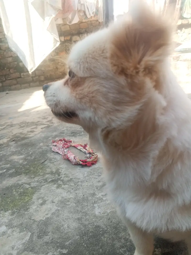dog for sale in best budget — photo 5