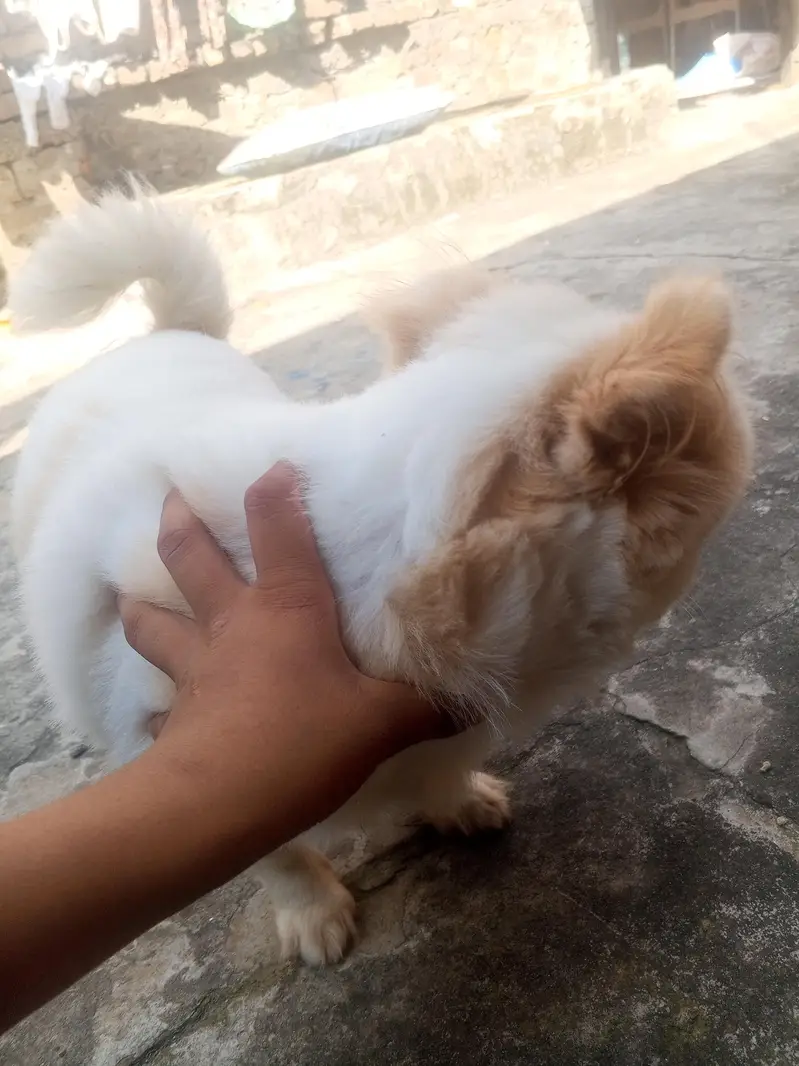 dog for sale in best budget — photo 6