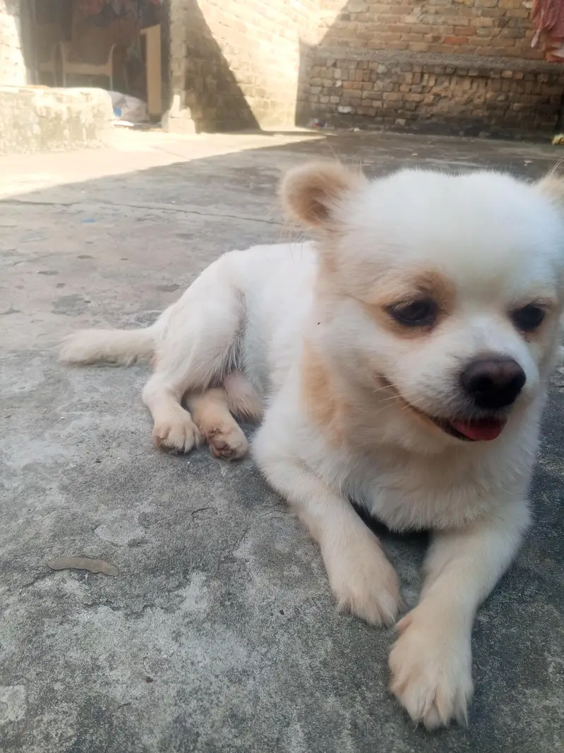 dog for sale in best budget — photo 7