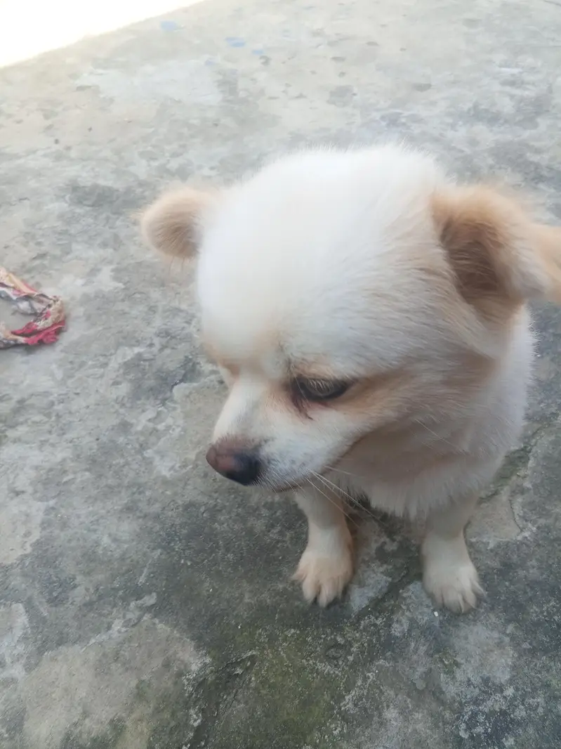 dog for sale in best budget — photo 8
