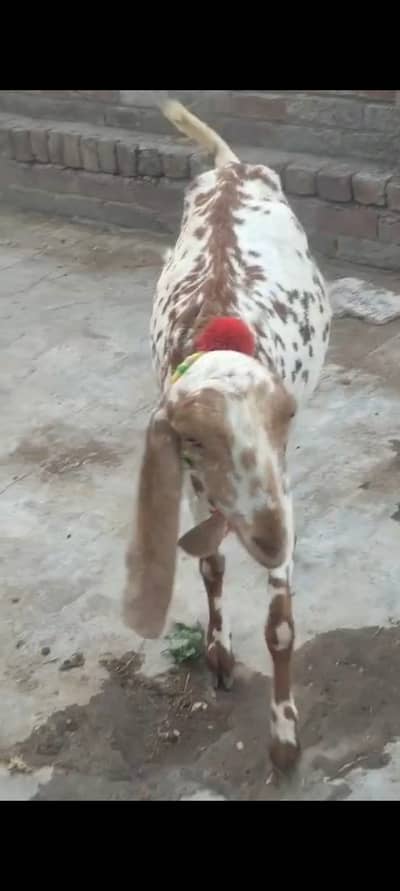 مکھی چینی 60 ہزار