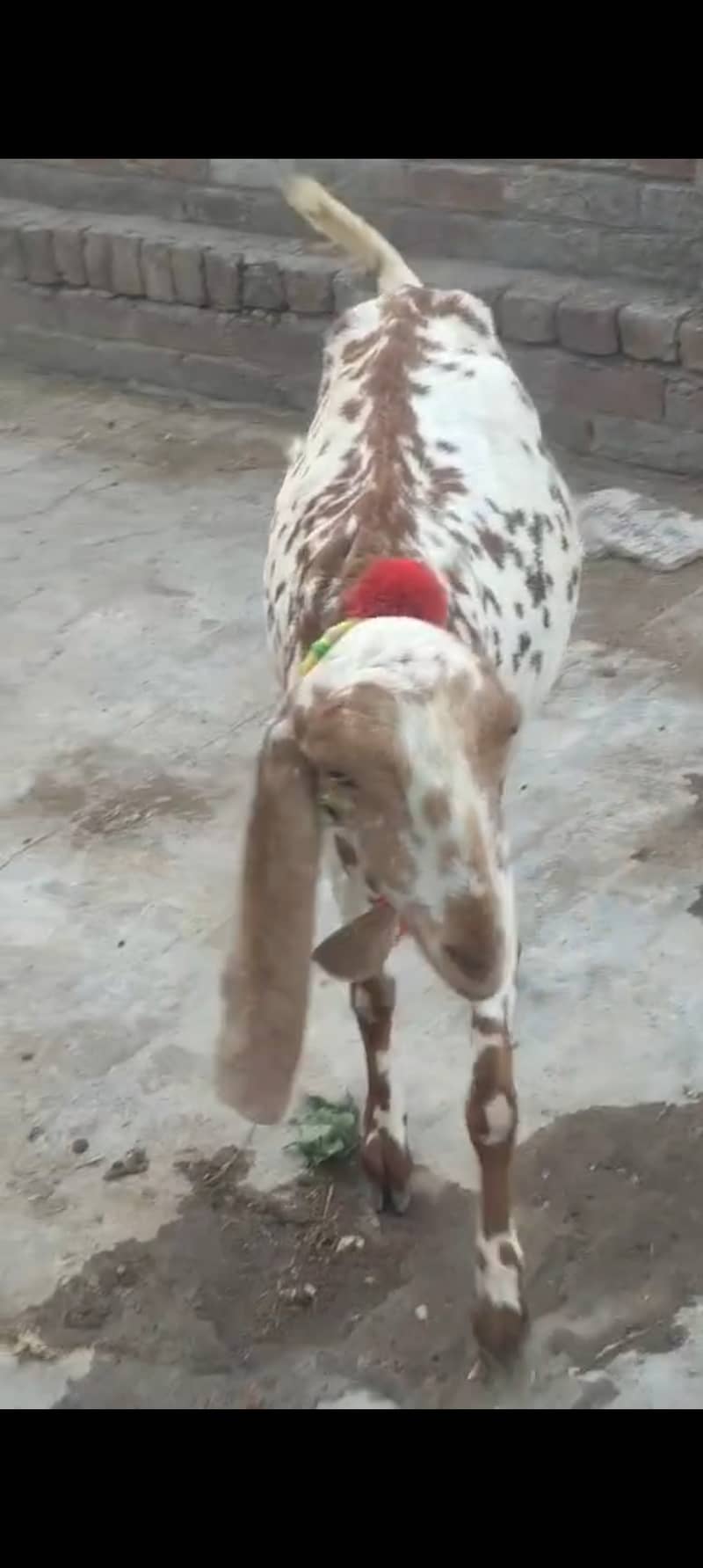 مکھی چینی 60 ہزار 0