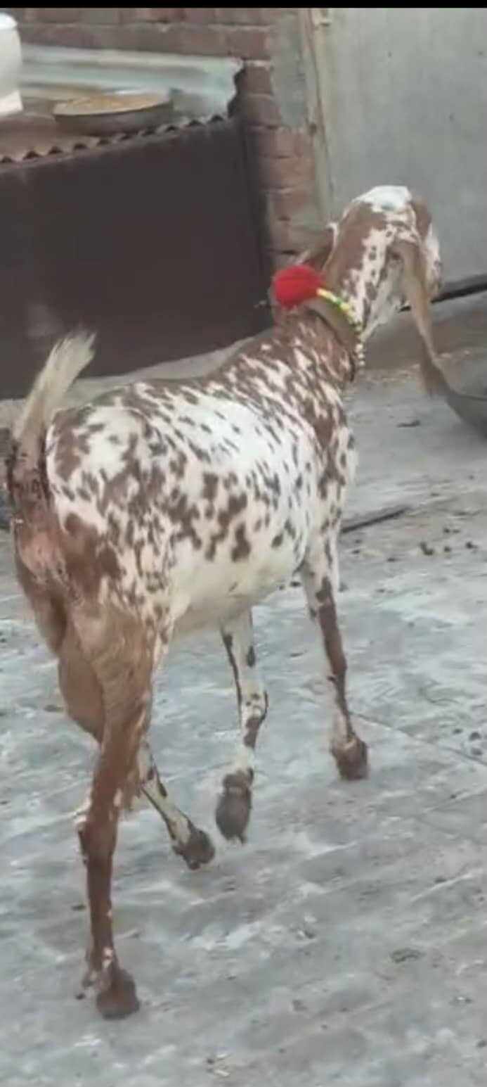 مکھی چینی 60 ہزار 2
