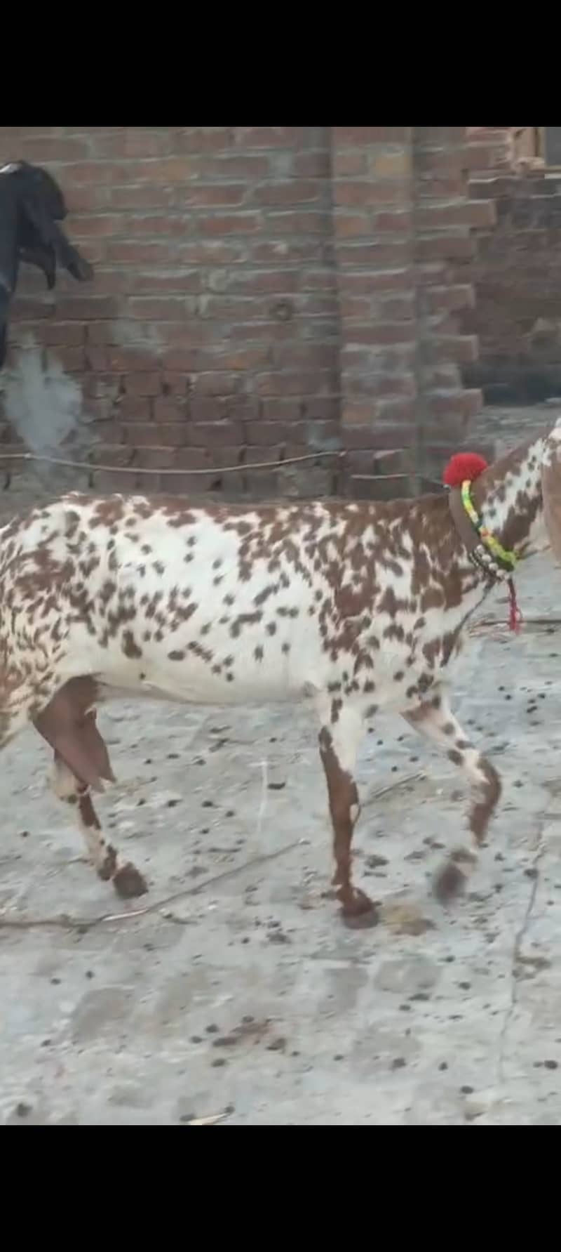 مکھی چینی 60 ہزار 3