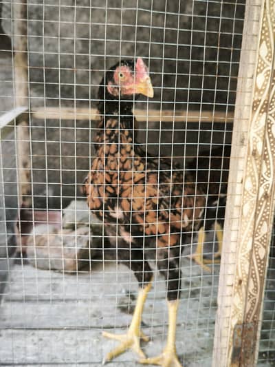 Mianwali Aseel Pathay for sale