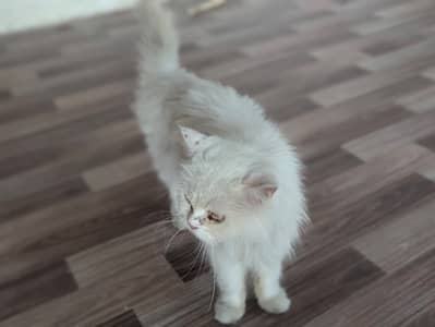 Persion cat for sale