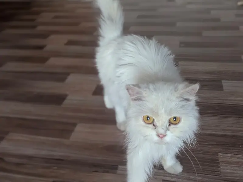 Persion cat for sale — photo 2