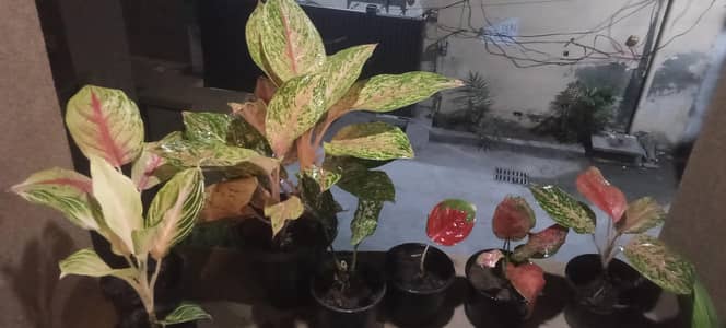 Aglonema imported