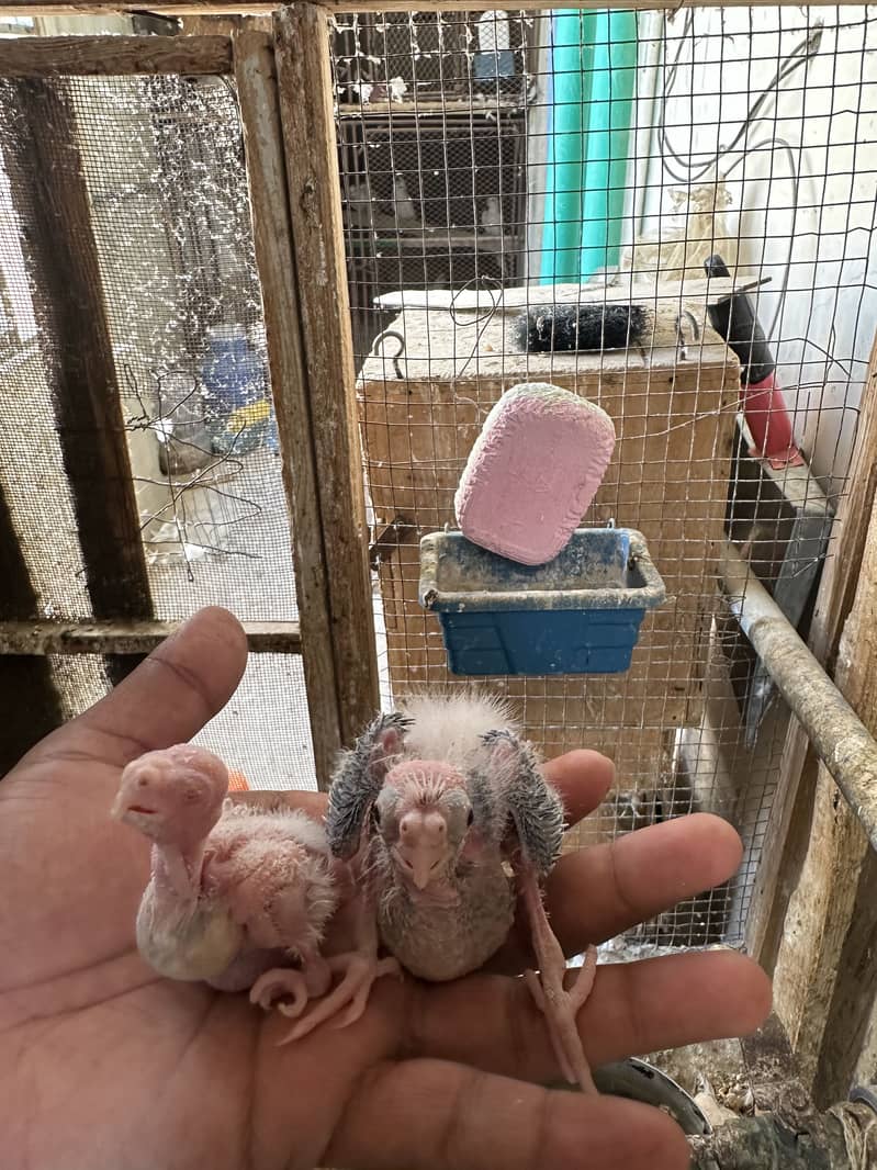 Eno & eno Split chicks 0