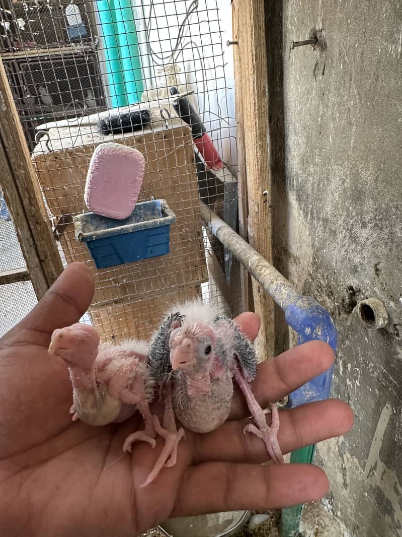 Eno & eno Split chicks 1