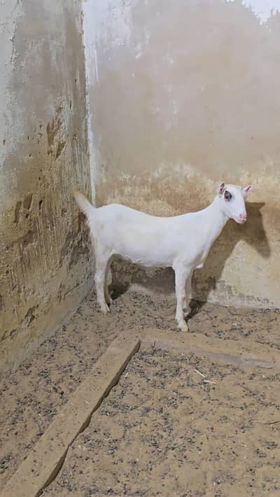 Top Quality Teddi male and females