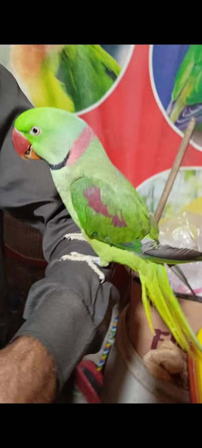 RAW Parrot Handtame