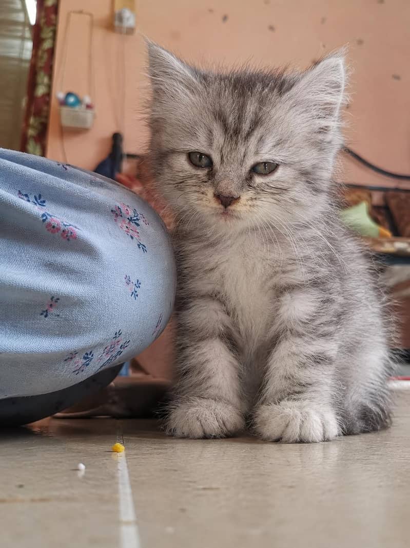 kitten cats 1