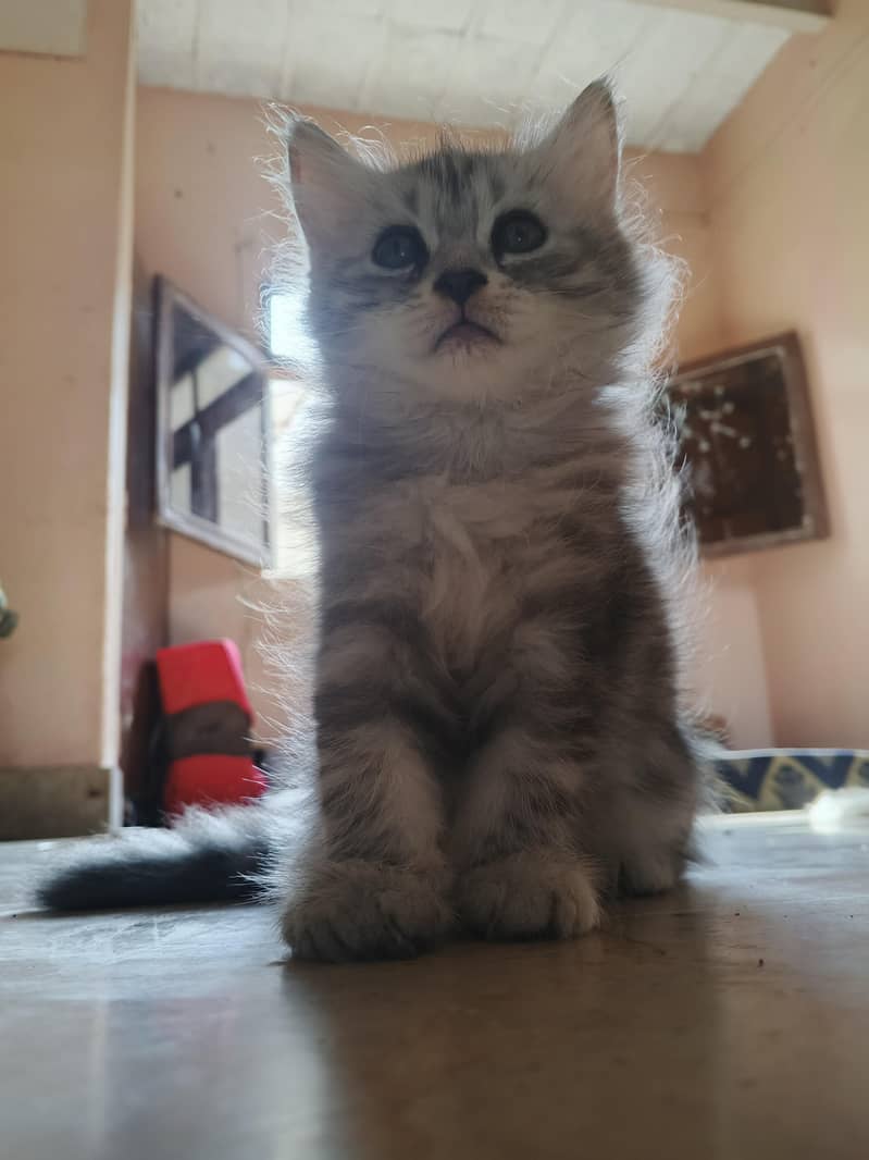 kitten cats 2