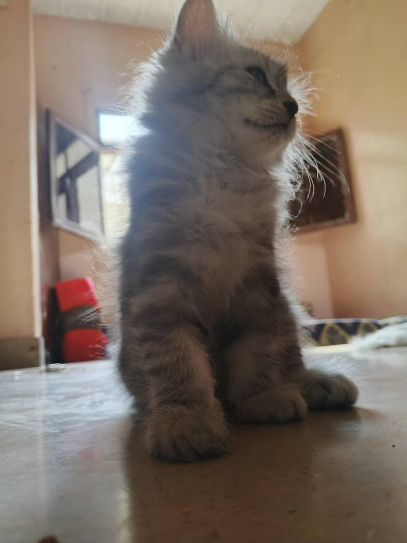 kitten cats 3