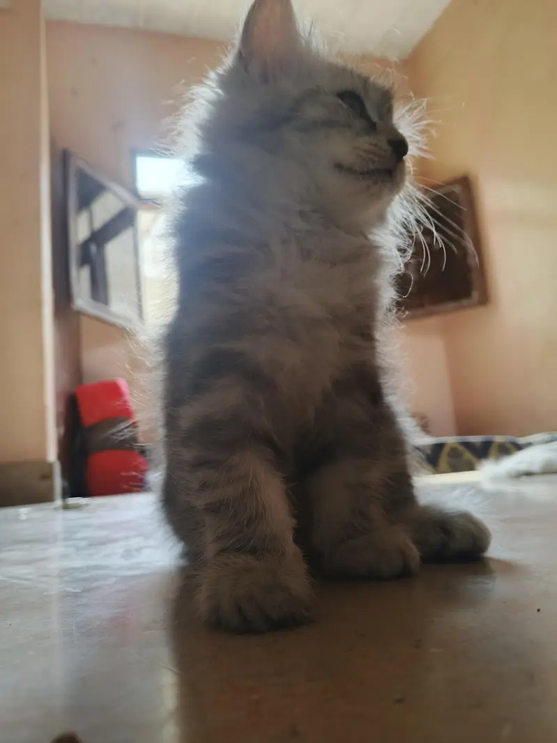 kitten cats — photo 4