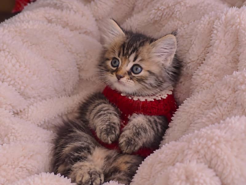 kitten cats 4