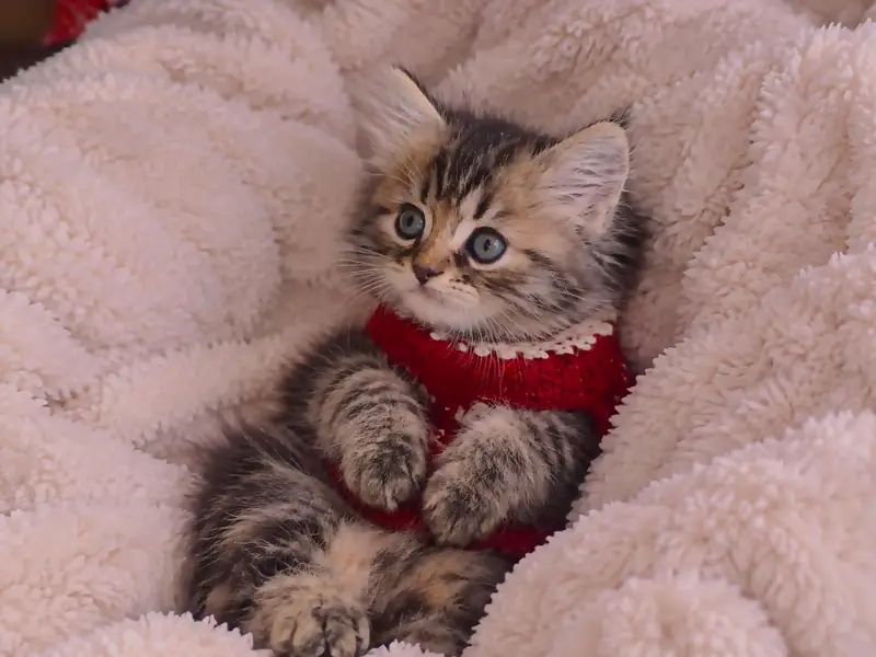 kitten cats — photo 5