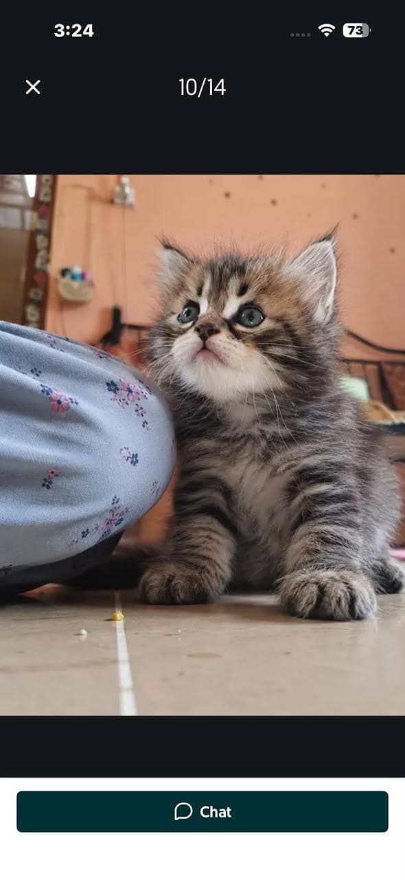 kitten cats 5