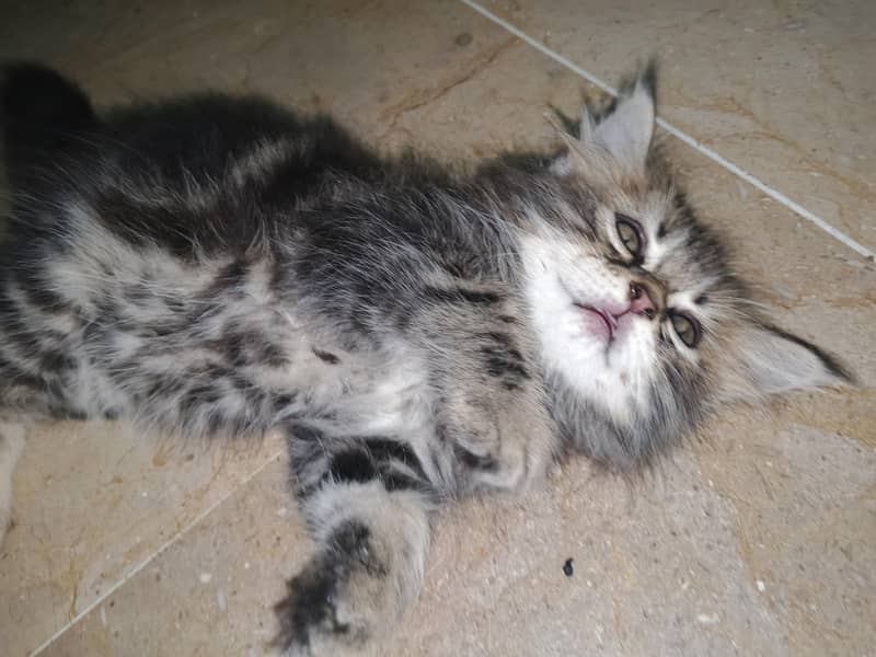 kitten cats 6