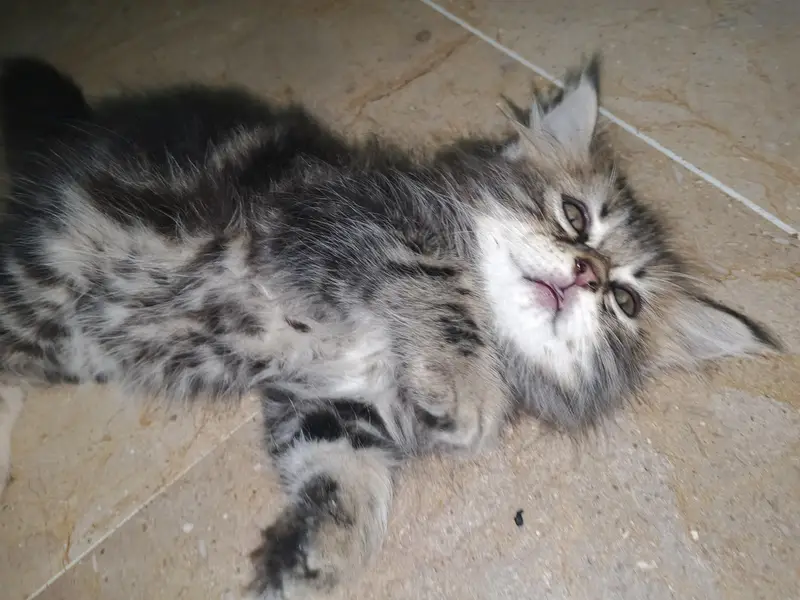 kitten cats — photo 7