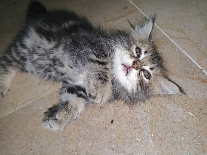 kitten cats 7