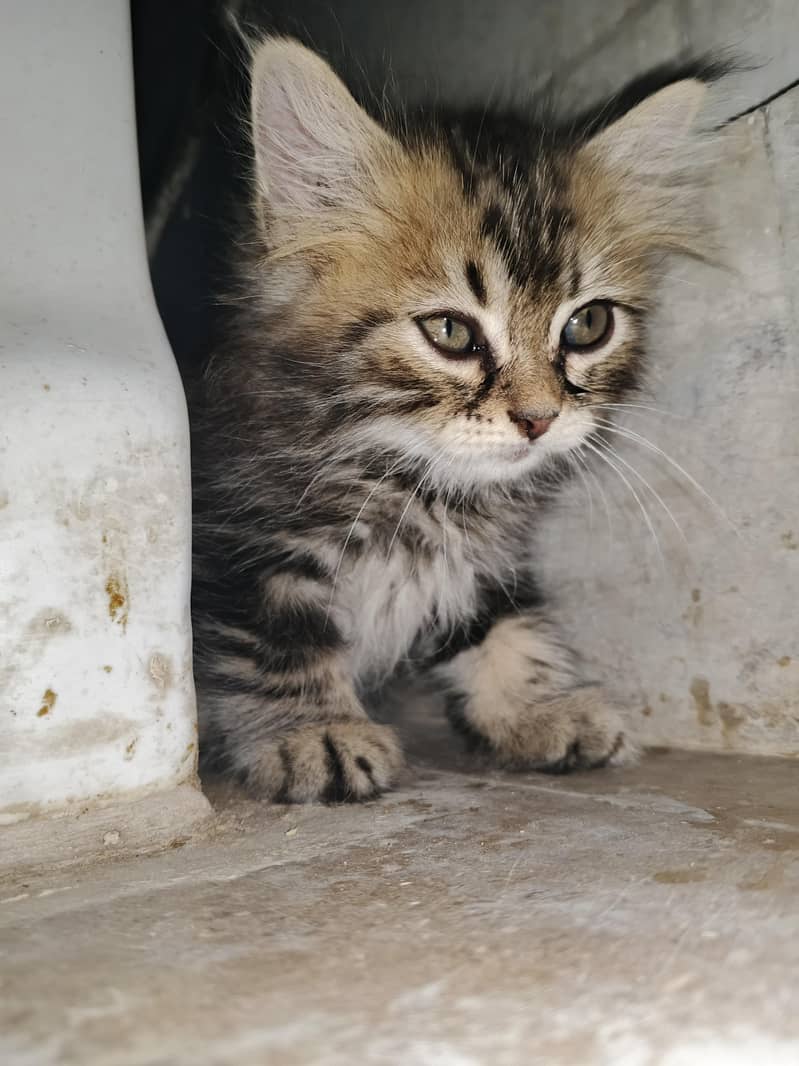 kitten cats 8