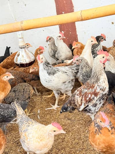 golden misri starter egg hens
