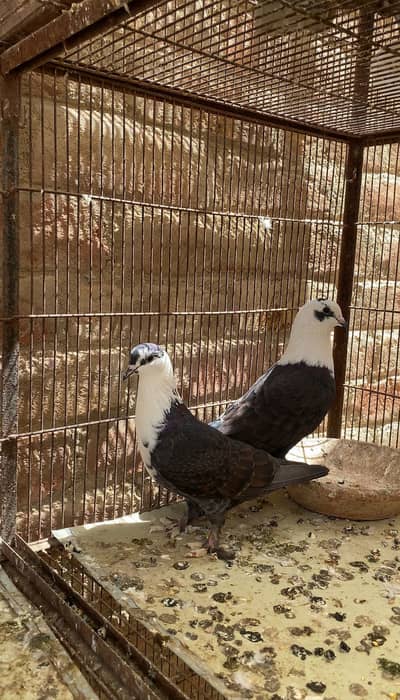 Karbalai