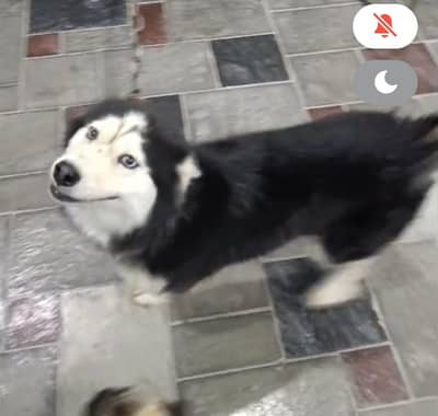 husky for sale