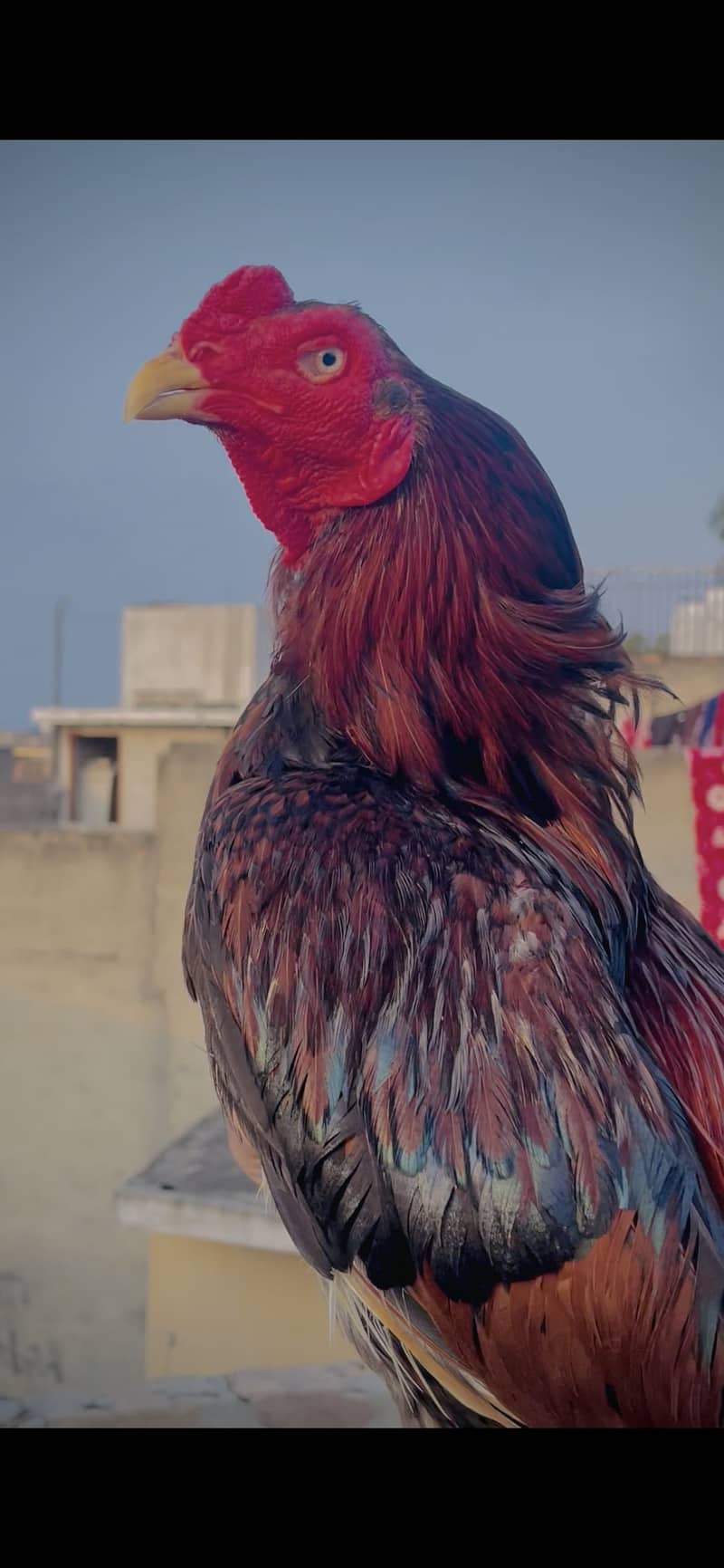 Lakha 0