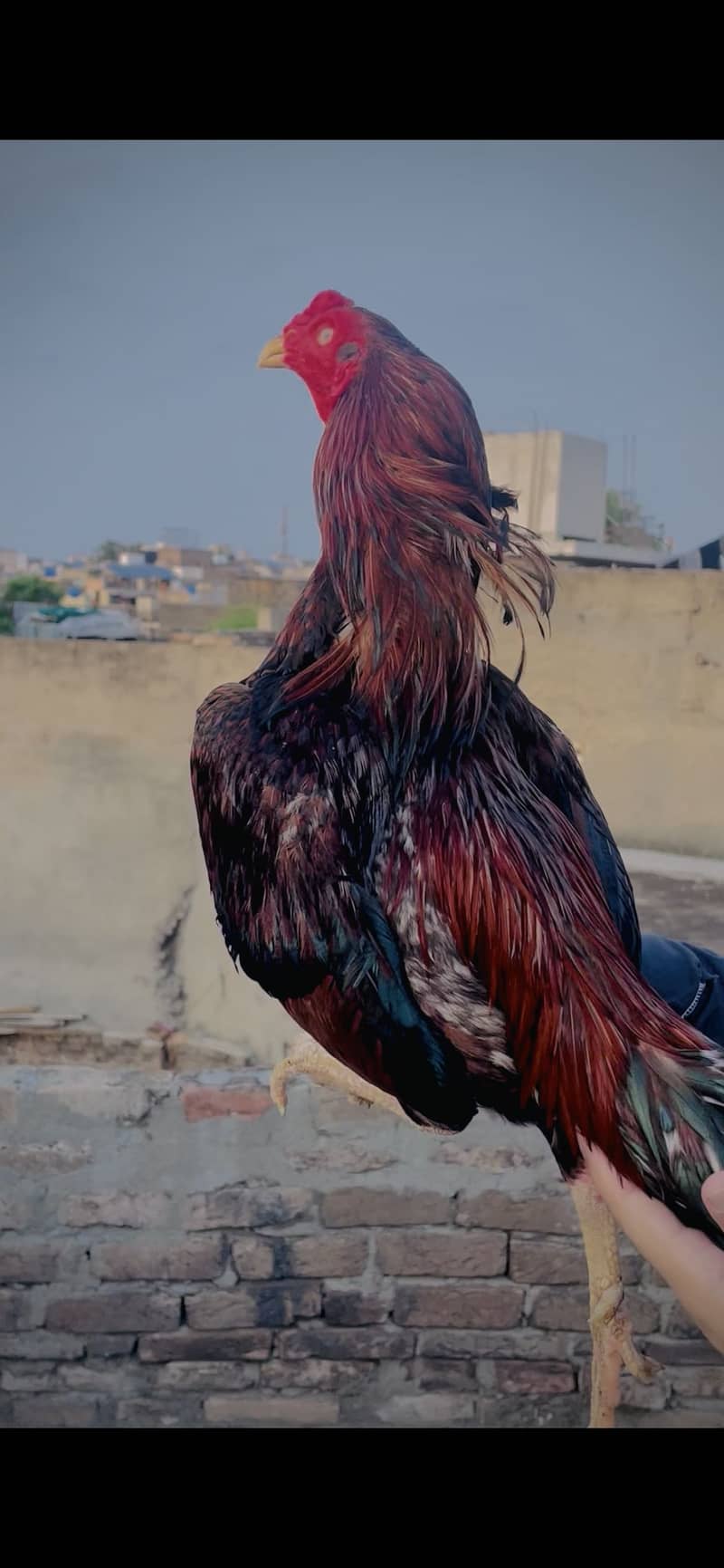 Lakha 1