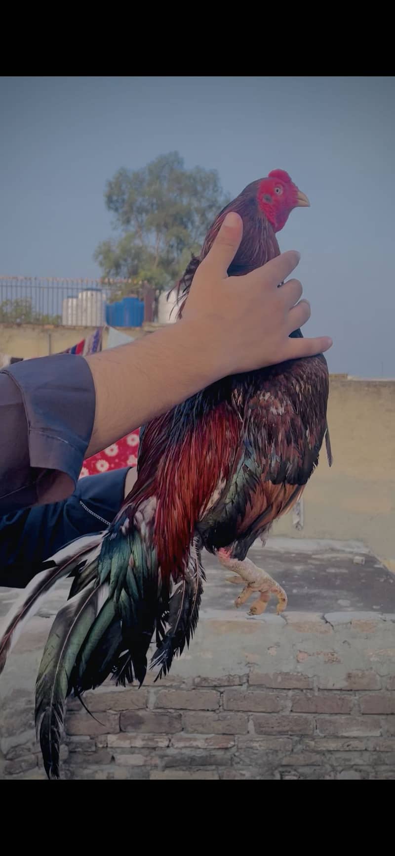 Lakha 2