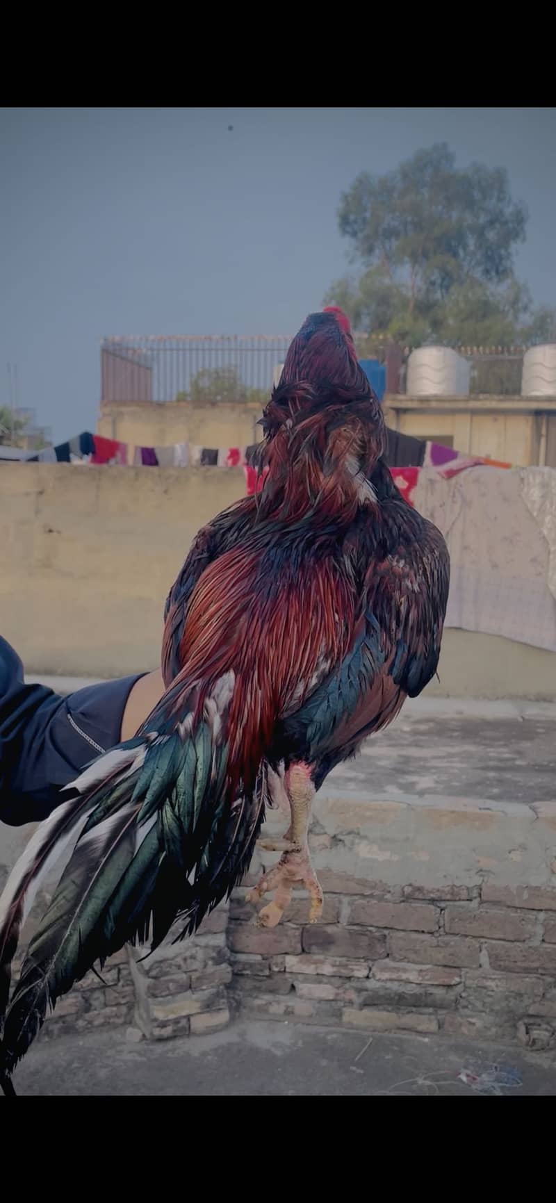 Lakha 3