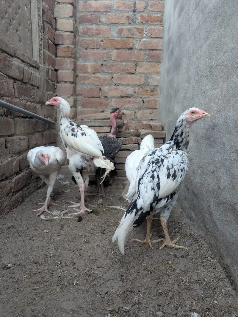 Heera aseel cheena aseel pathay — photo 2