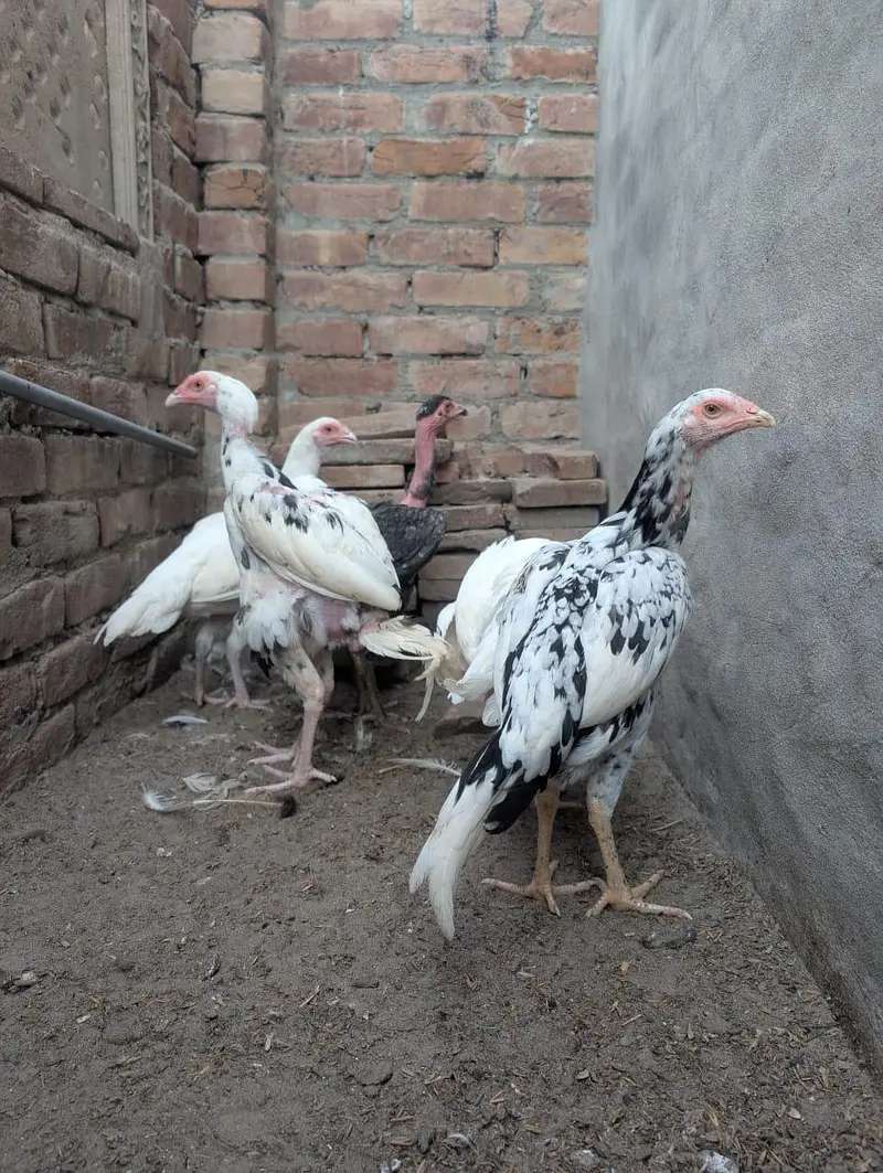 Heera aseel cheena aseel pathay — photo 3