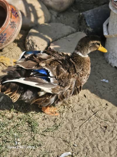 duck for sale