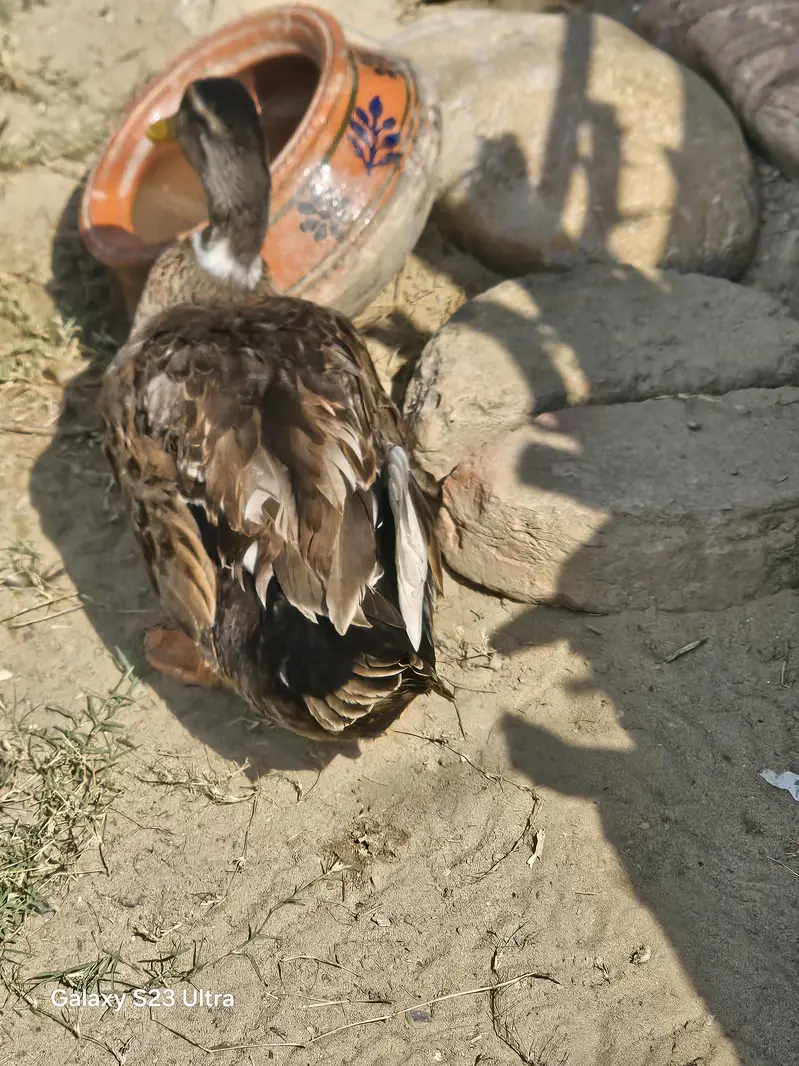 duck for sale — photo 2