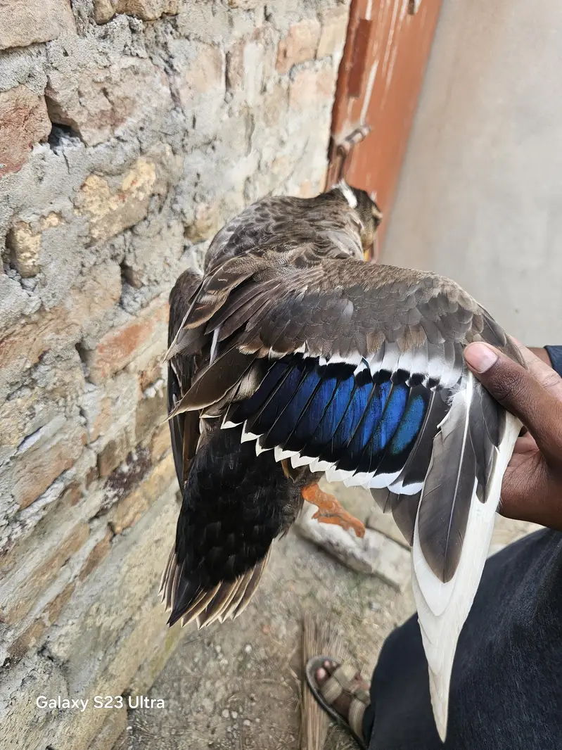 duck for sale — photo 3