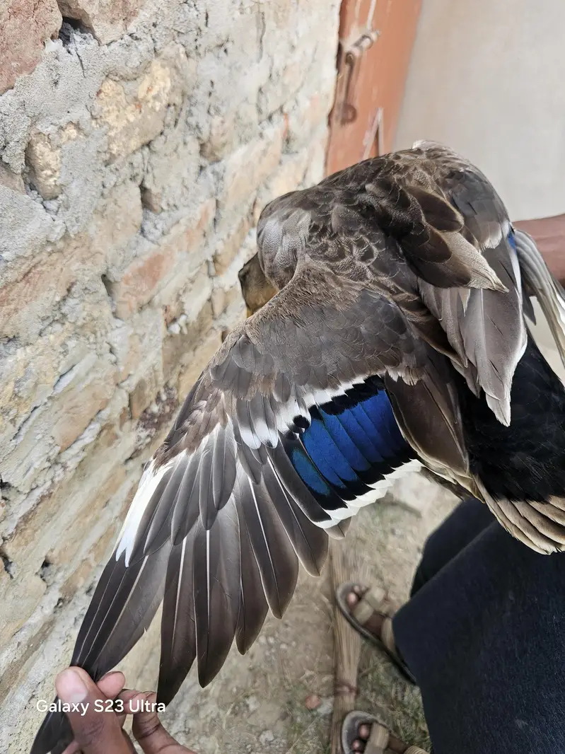duck for sale — photo 4