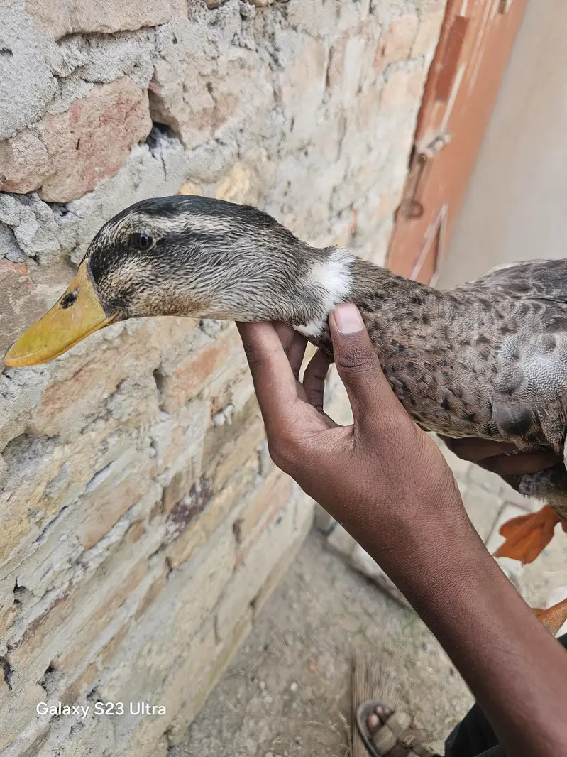 duck for sale — photo 5